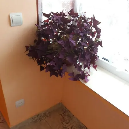 Olimpia Apartments Alba Iulia Exterior photo
